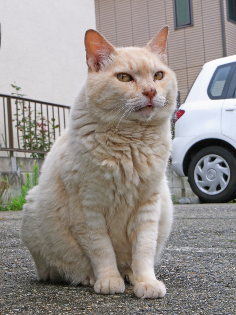 気象予報士の檜山靖洋さんの天気予報に夢中な猫 明後日アナライザ