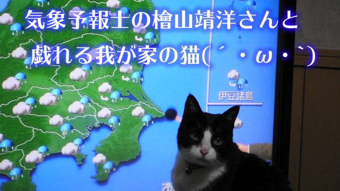 猫 天気予報